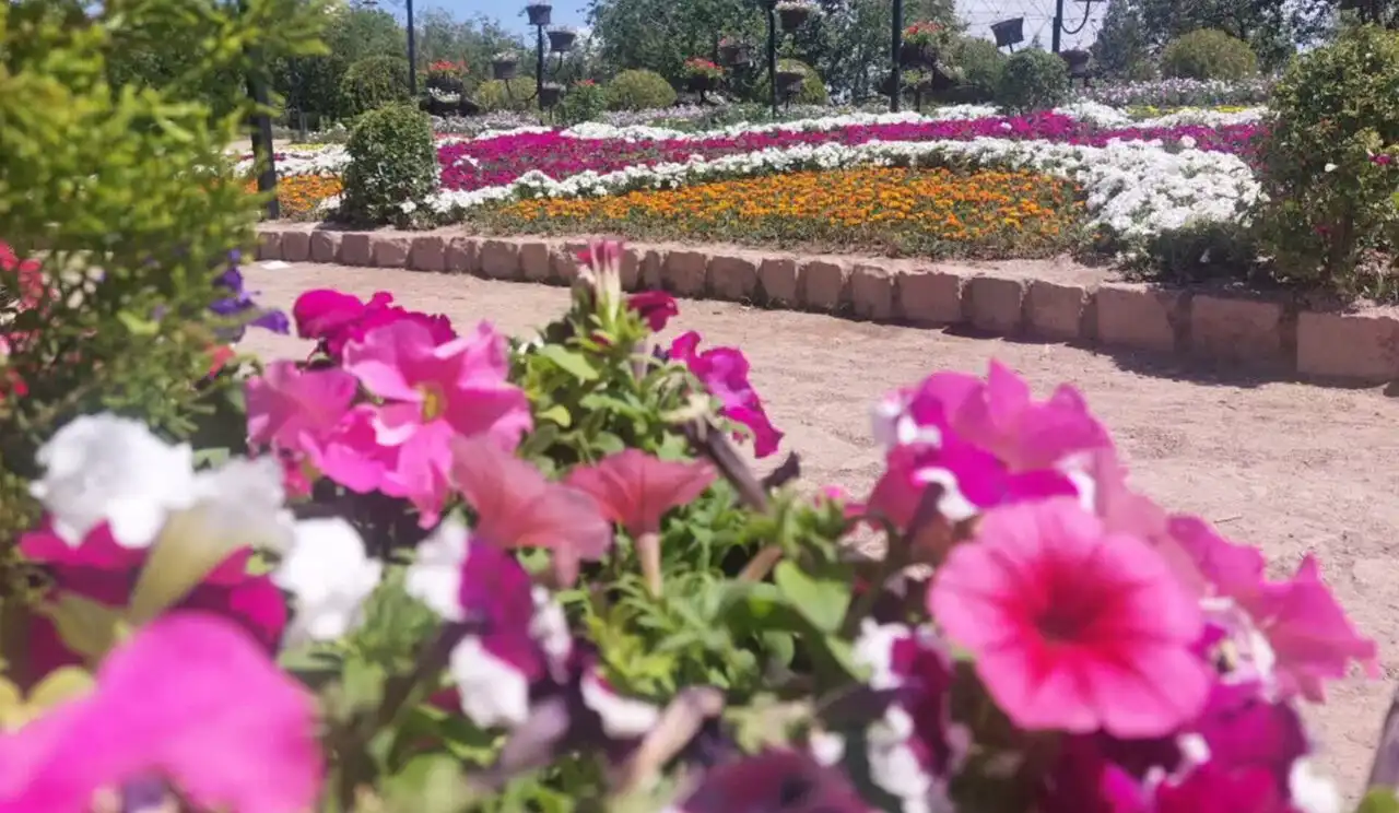 جشنواره گل اطلسی باغ مشهد