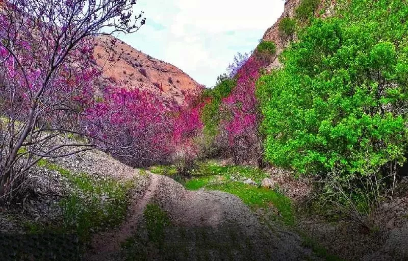 دره ارغوان طرقبه مشهد