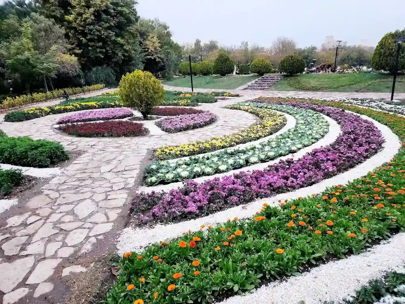 جشنواره دائمی گل های داوودی
