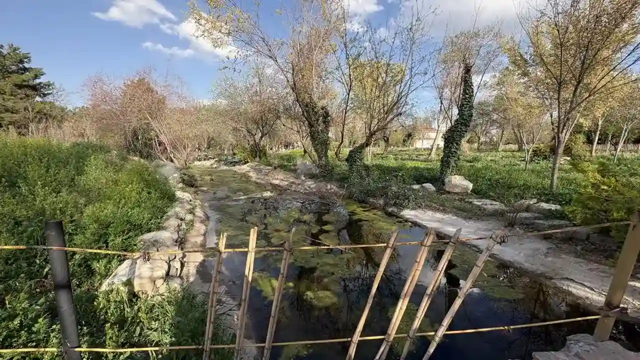 مجموعه سوزنی برگان باغ مشهد