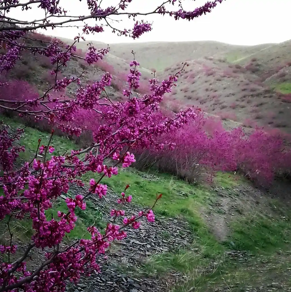 عکاسی در دره ارغوان مشهد