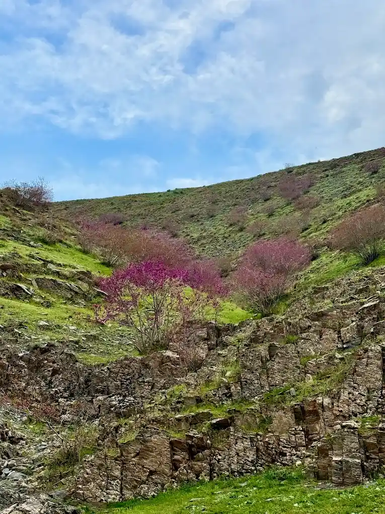 دشت ارغوان طرقبه مشهد