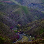 دره ارغوان طرقبه