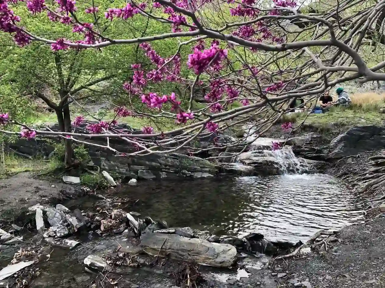 پارک ارغوان طرقبه مشهد