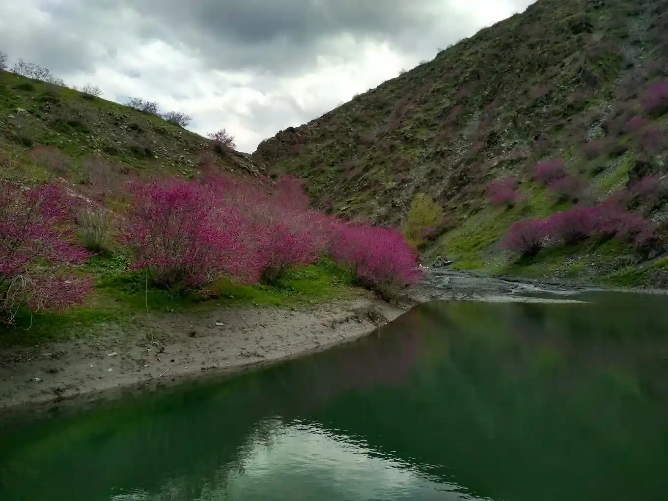 دره ارغوان عکسها