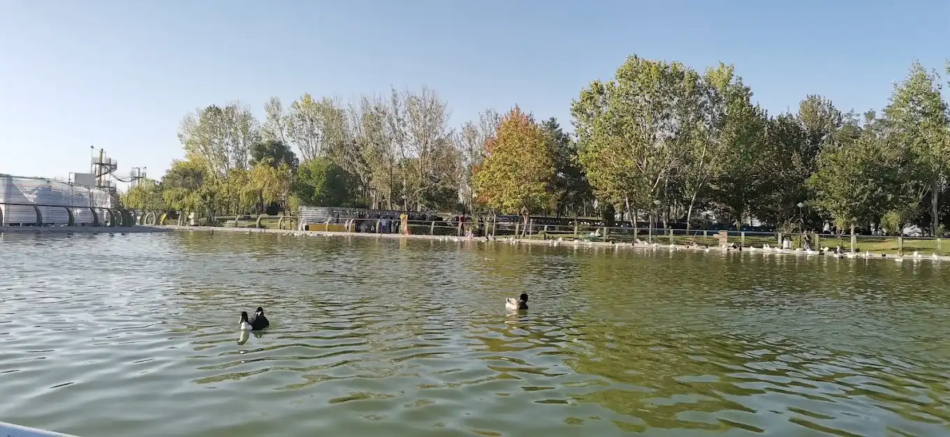 پرندگان مهاجر در دریاچه سنجاقک