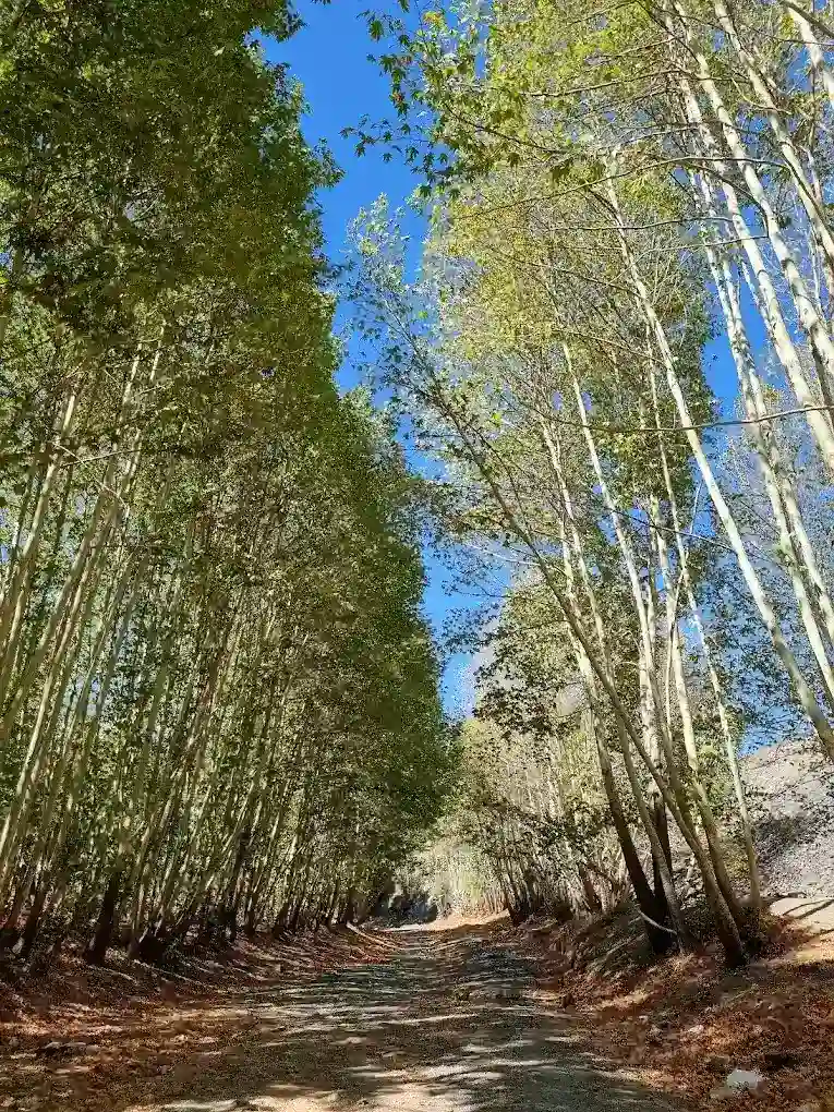 scream forest photos