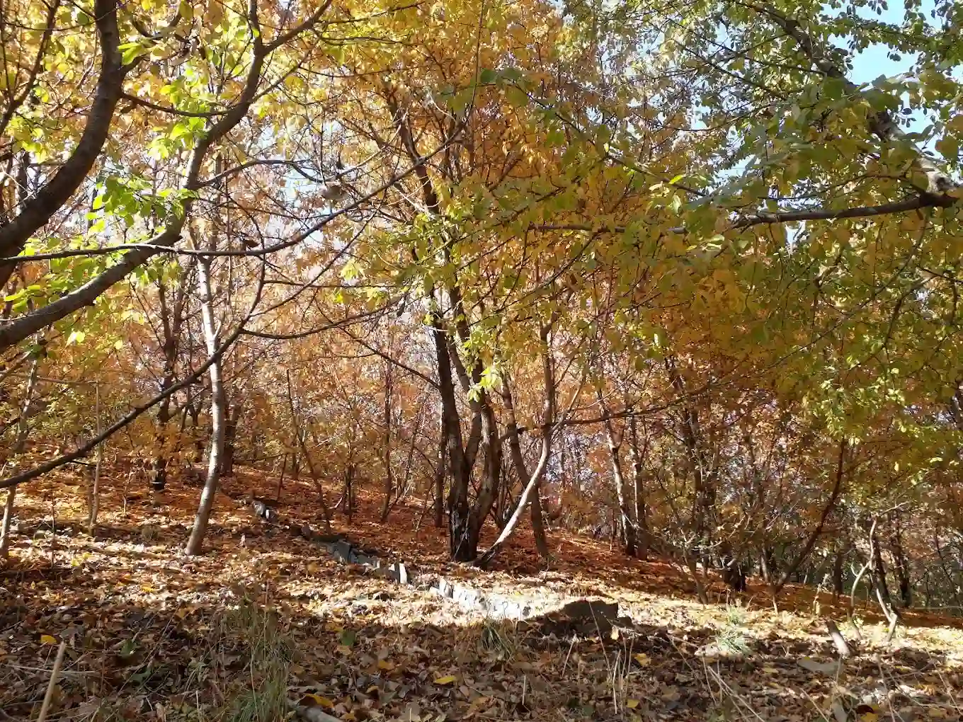 باغ های روستای کنگ